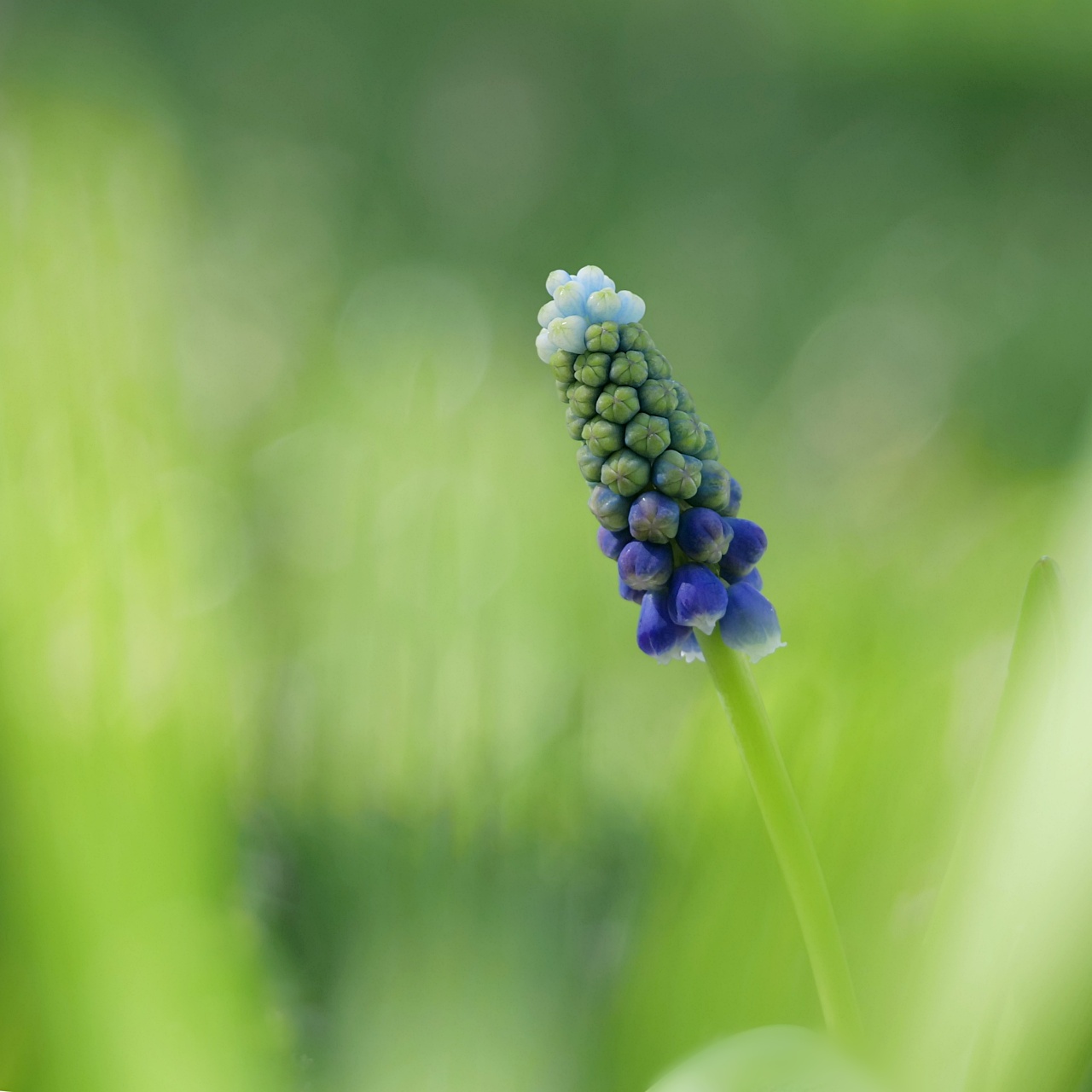 Frühling