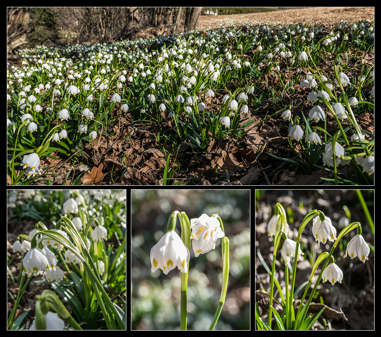 Frühlingsanfang.jpg