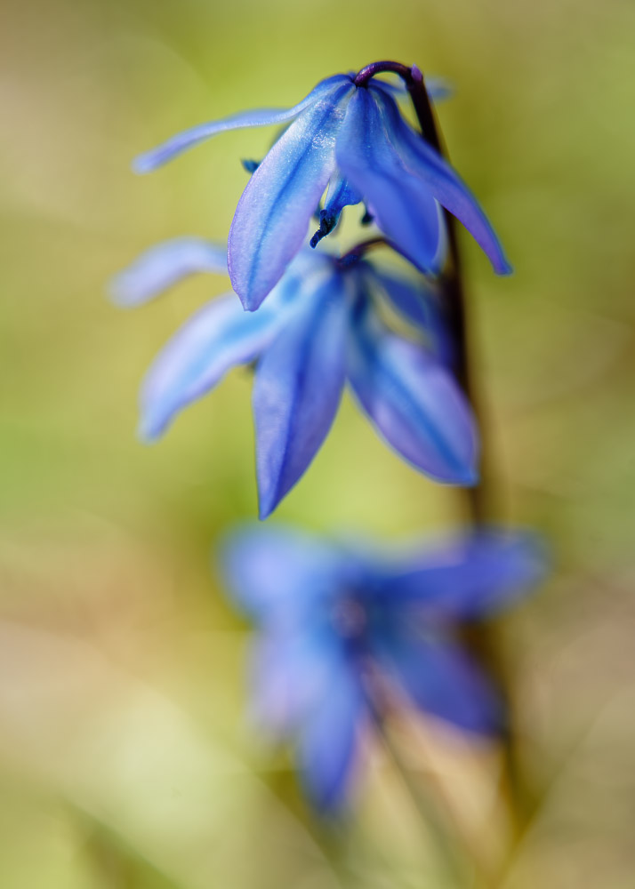 Frühlingsblau III