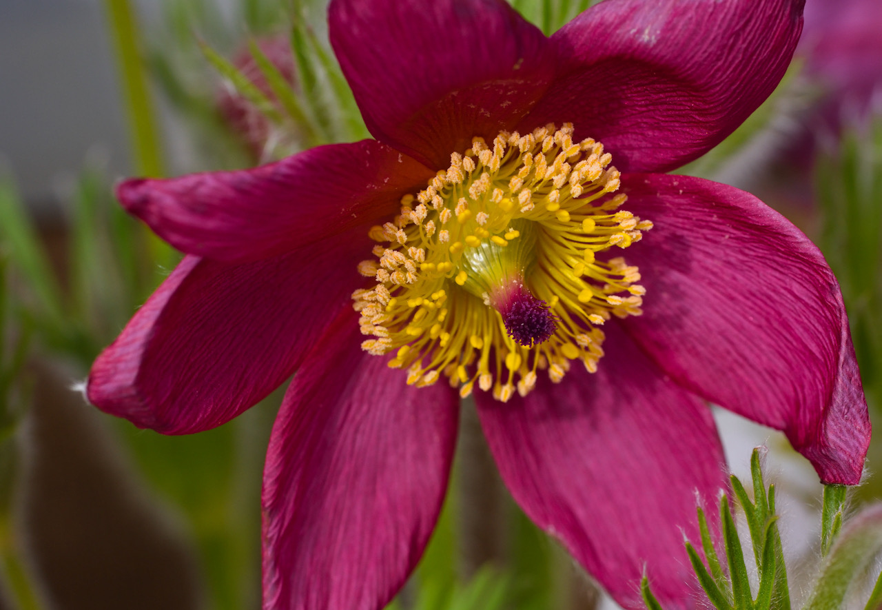 Frühlingsblume