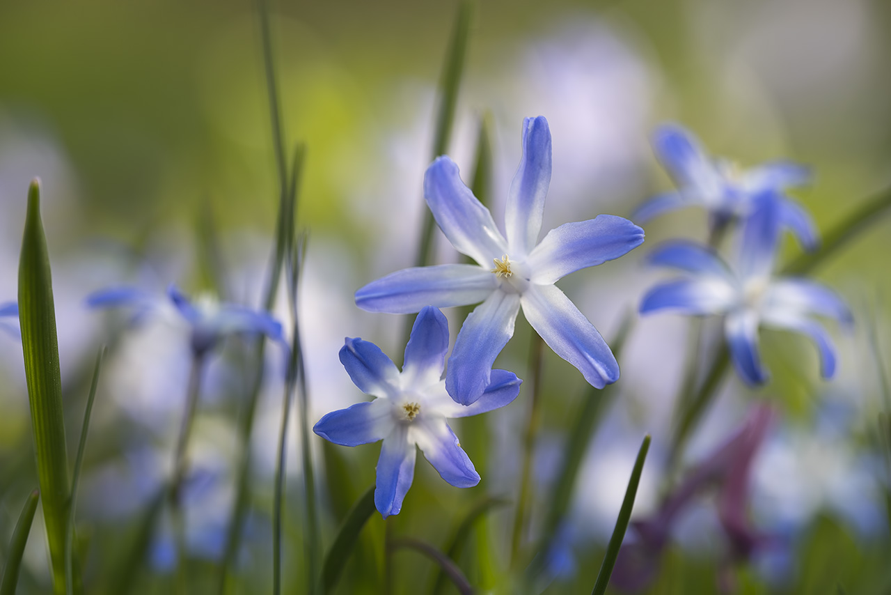 Frühlingserwachen