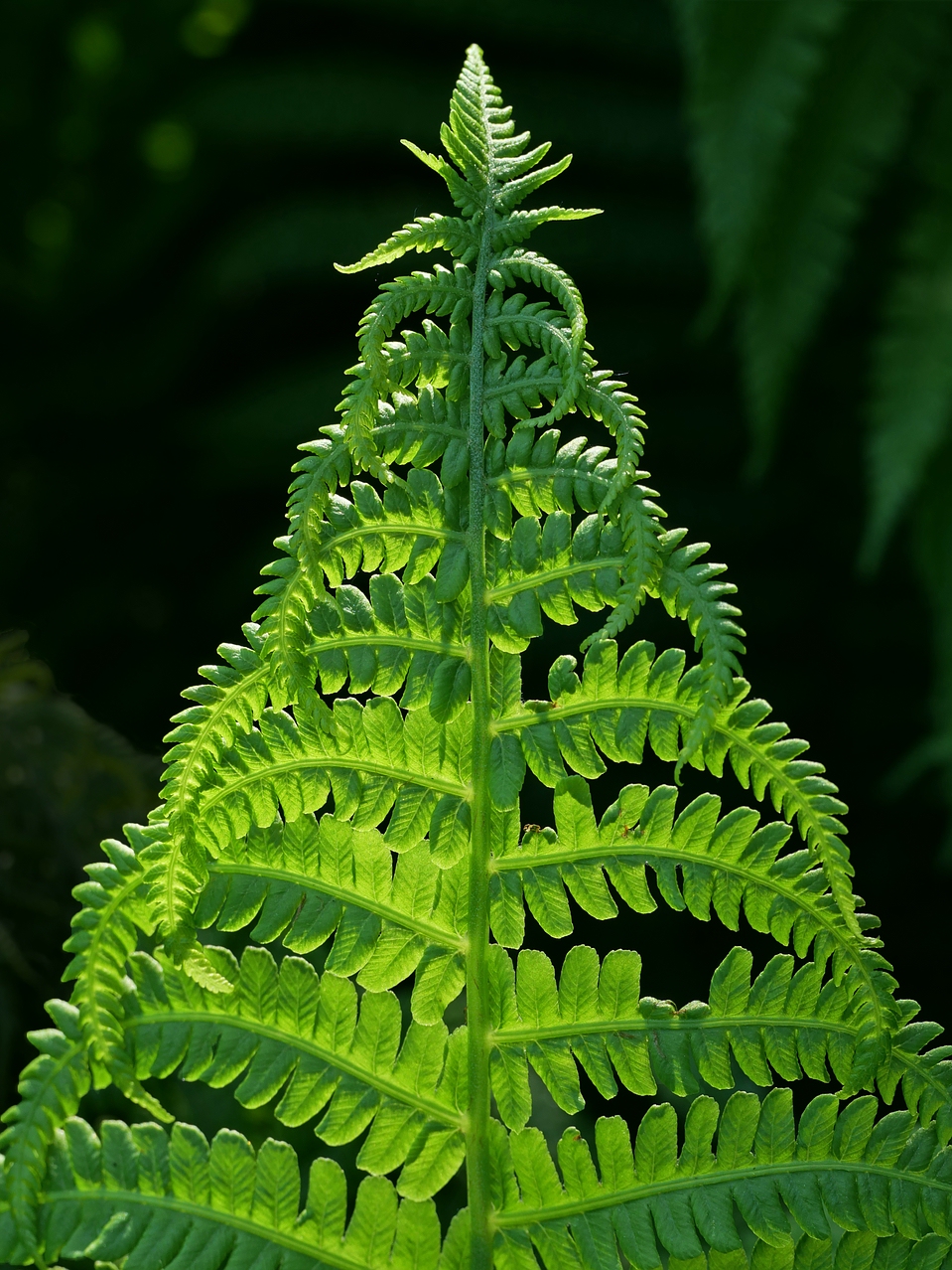 Frühlingshafter Weihnachtsbaum.jpg