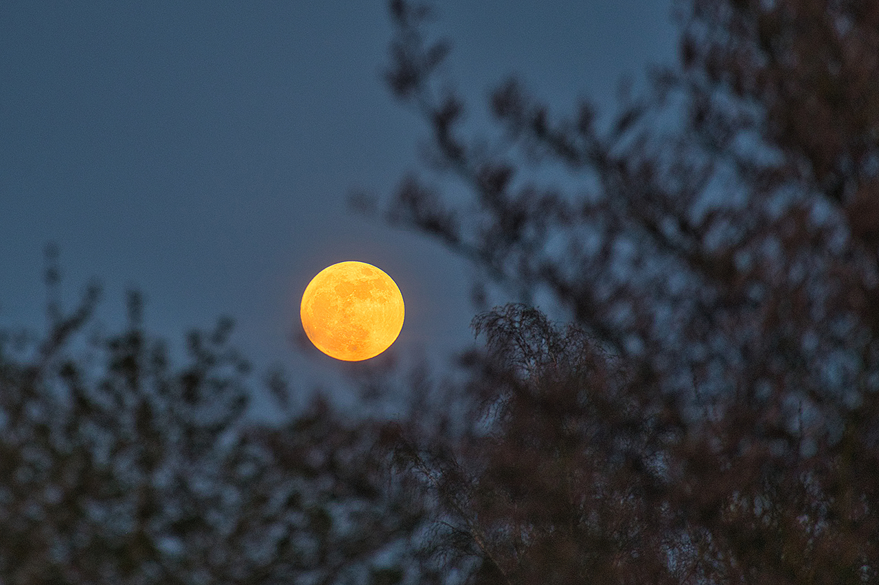 Frühlingsmond.jpg