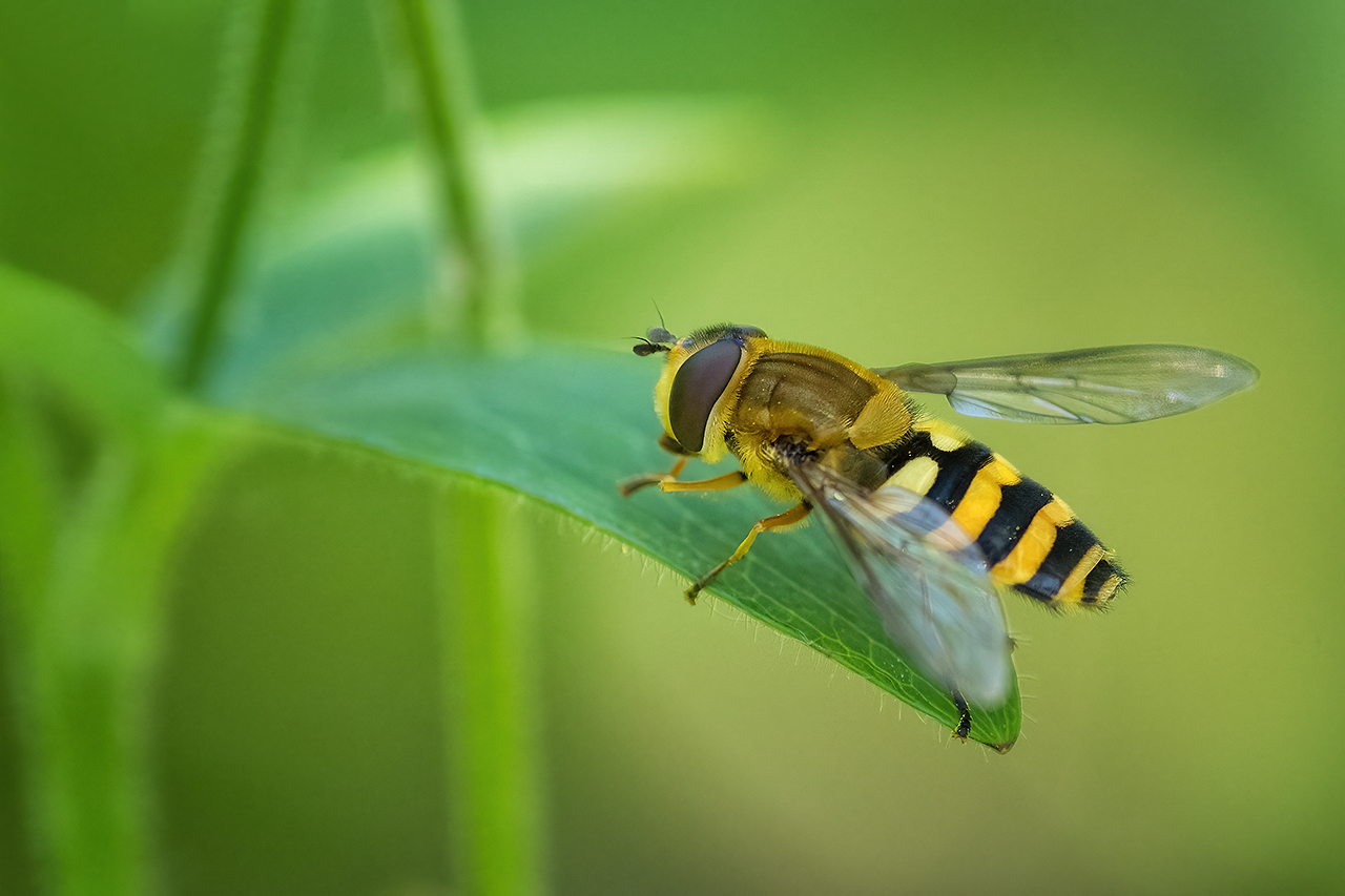 Frühlingsschwebfliege