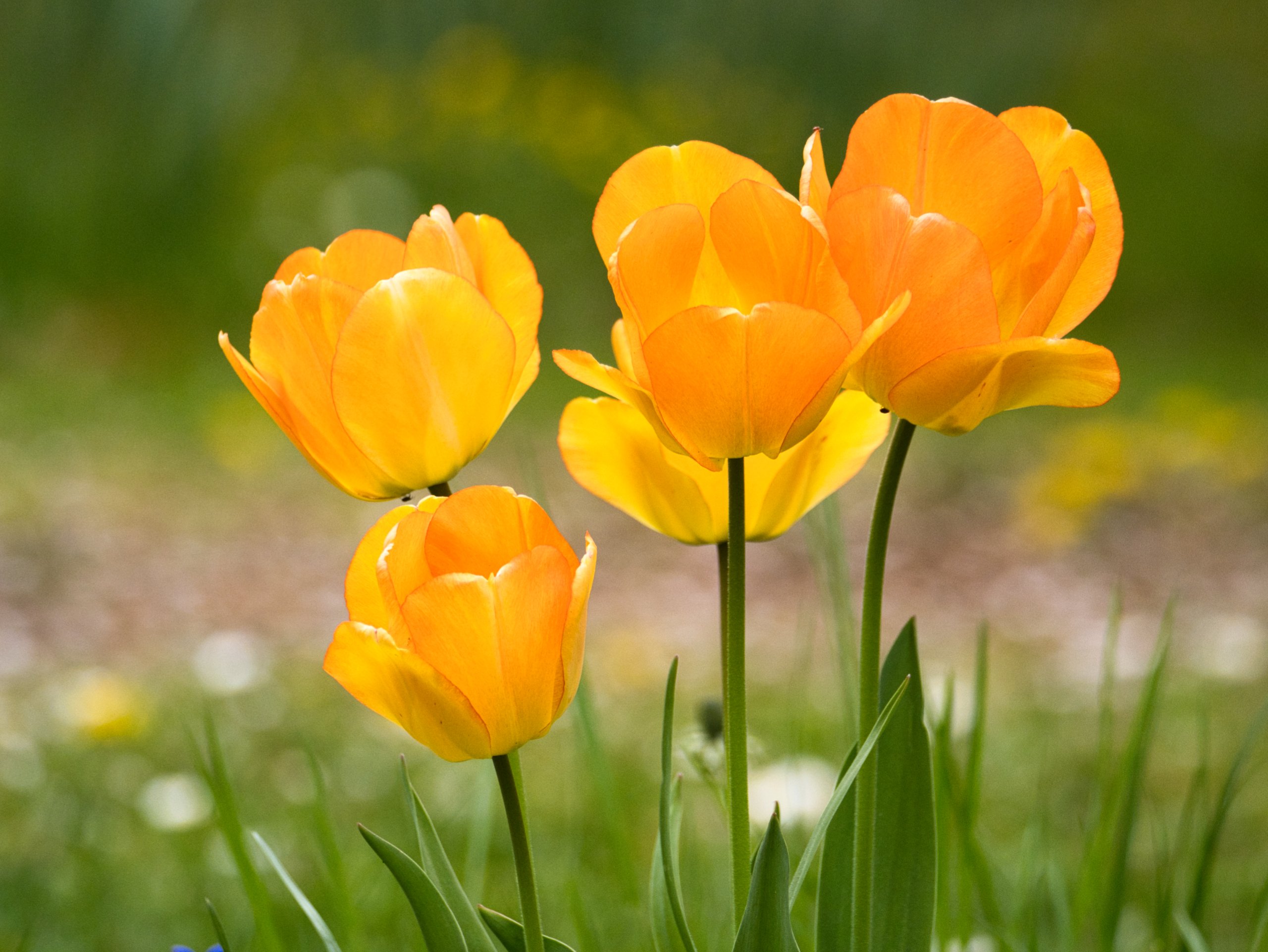 Frühlingszeit - Tulpenzeit