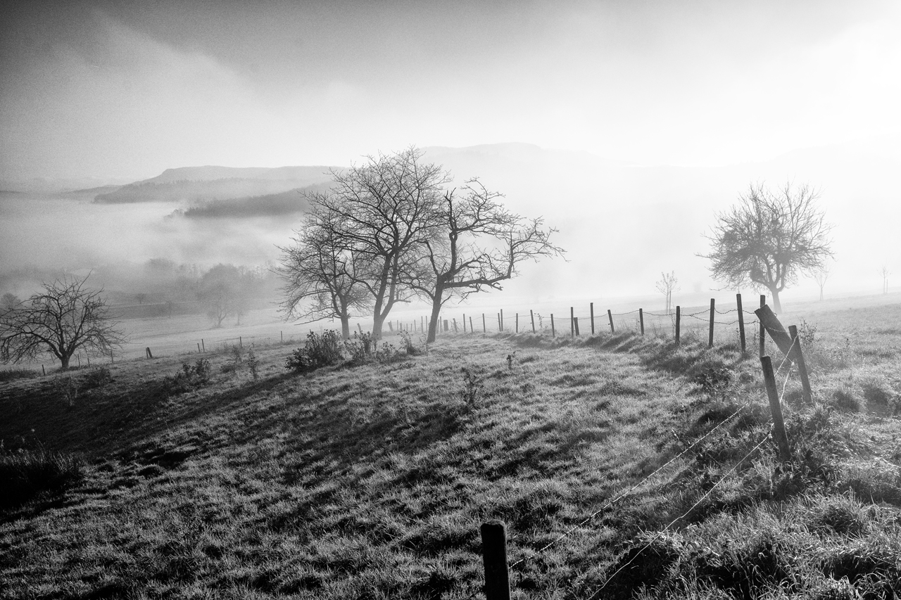 Frühnebel