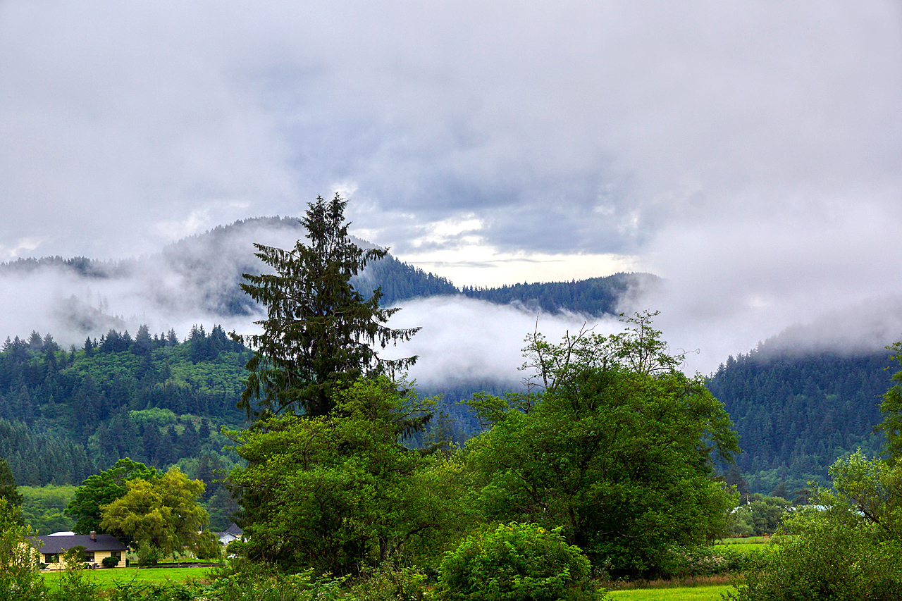 Frühnebel