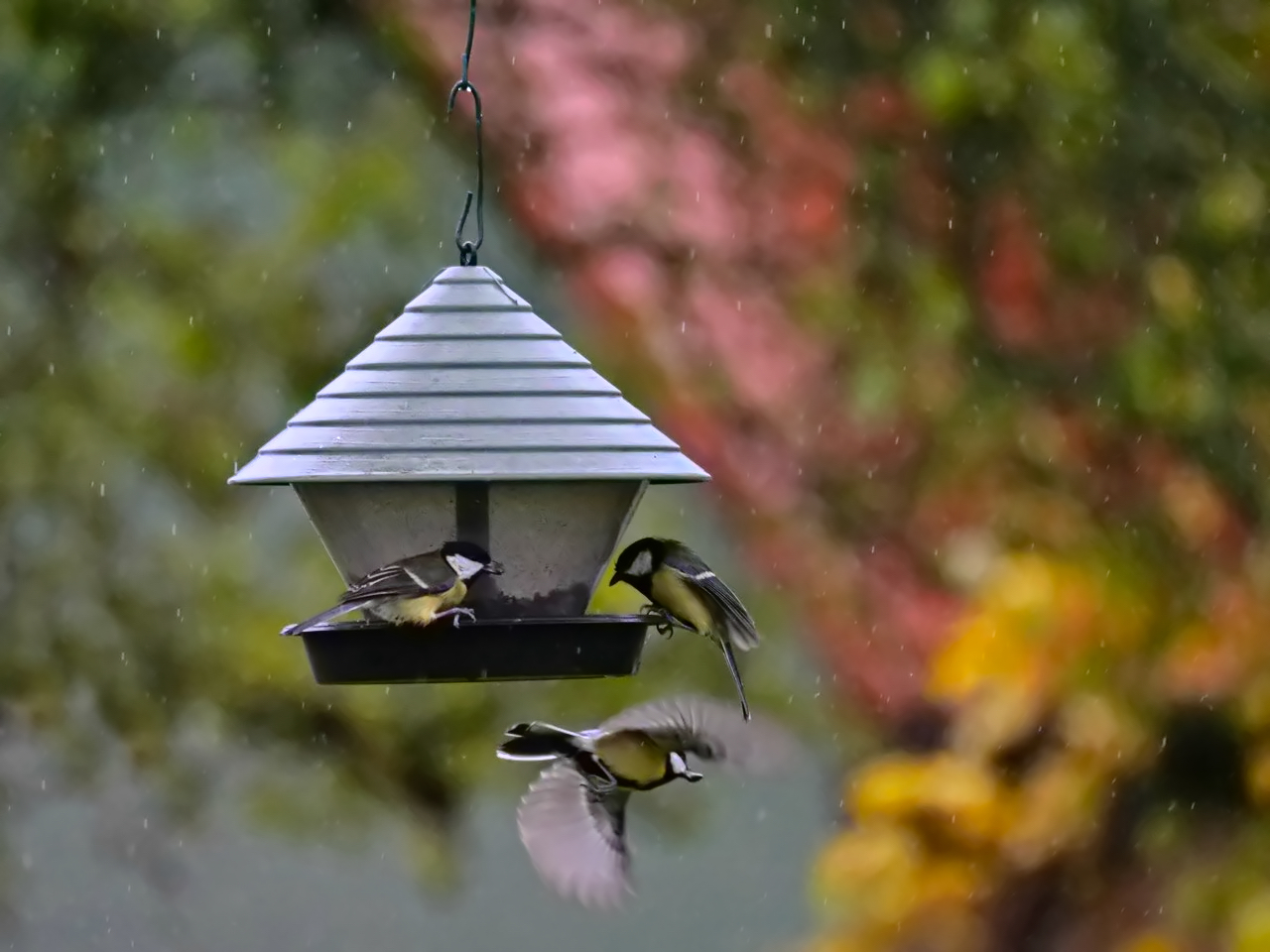 Frühstück im Regen