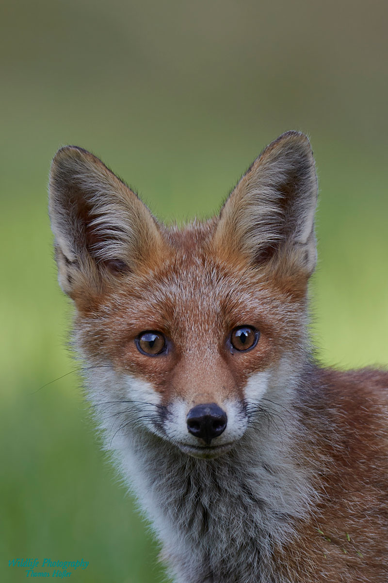 Fuchs Porträt