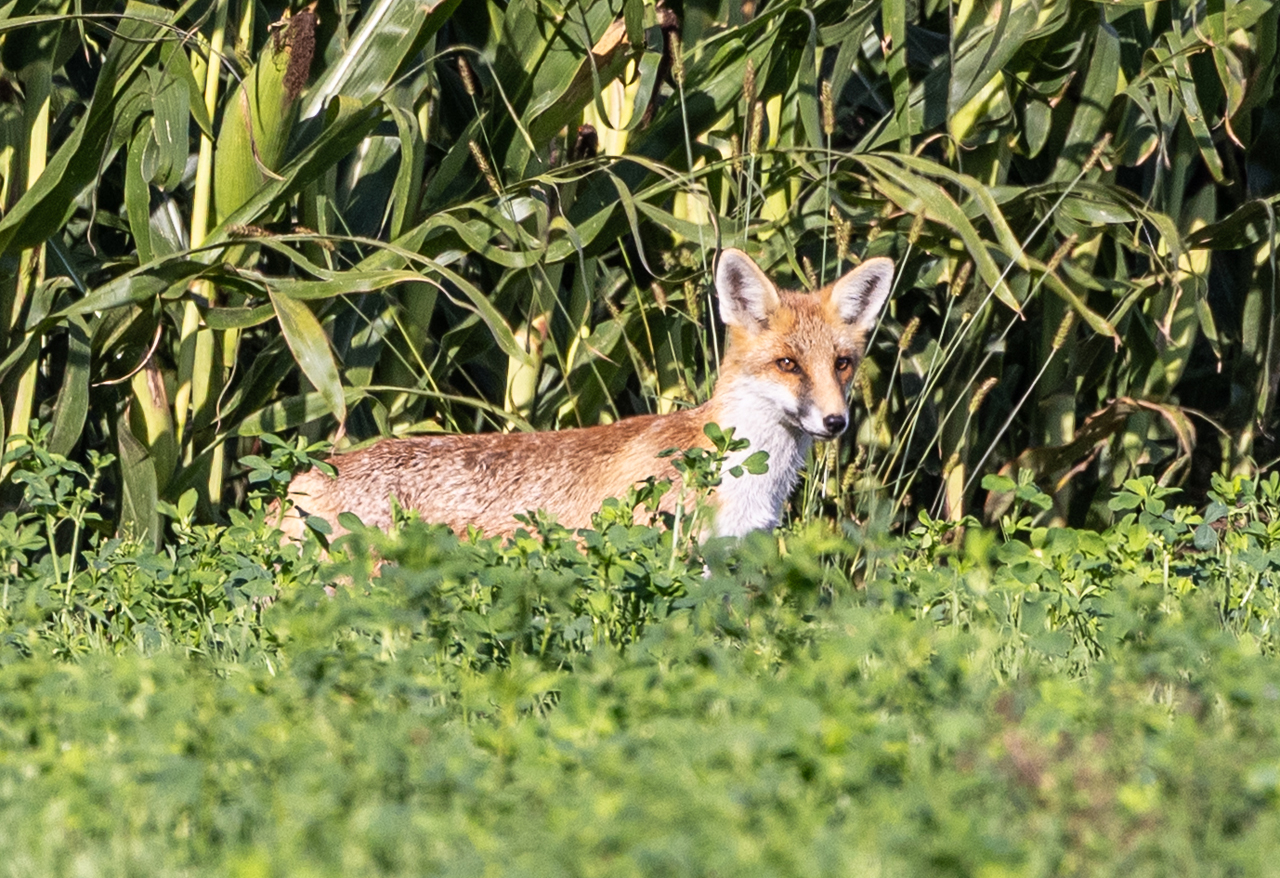 Fuchs