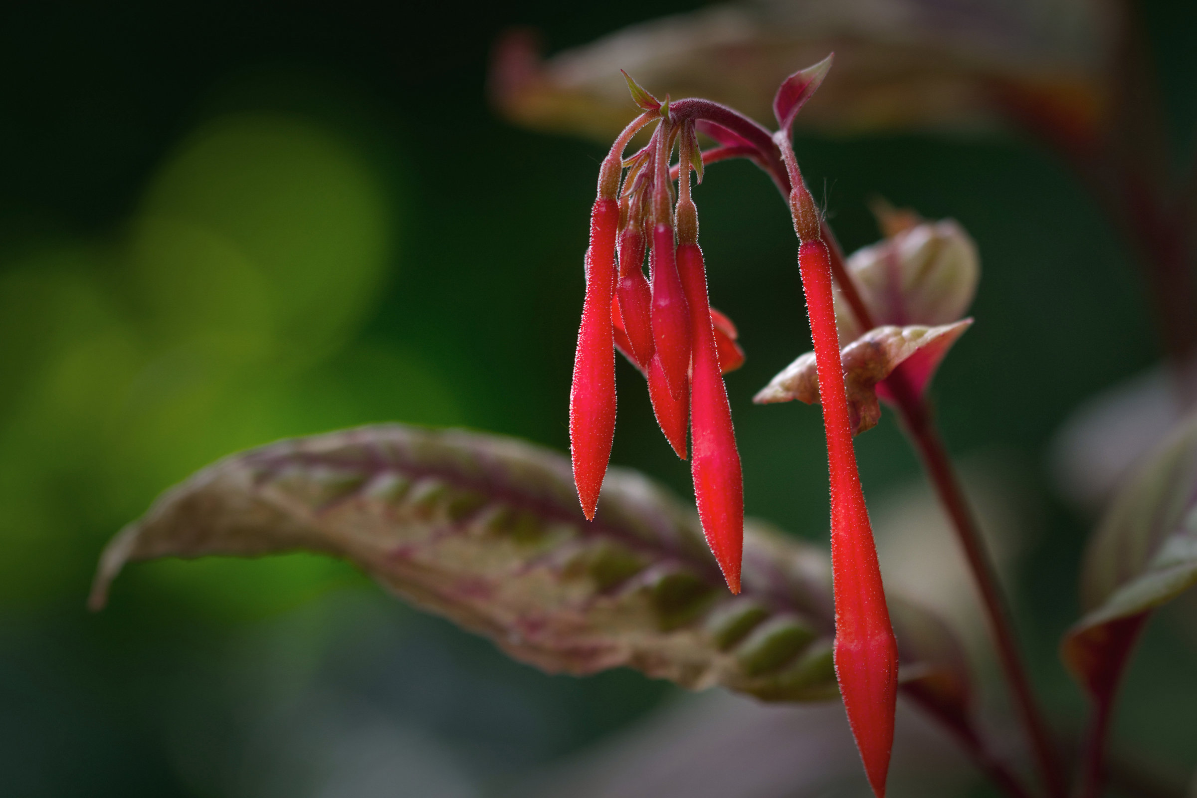 Fuchsienknospe