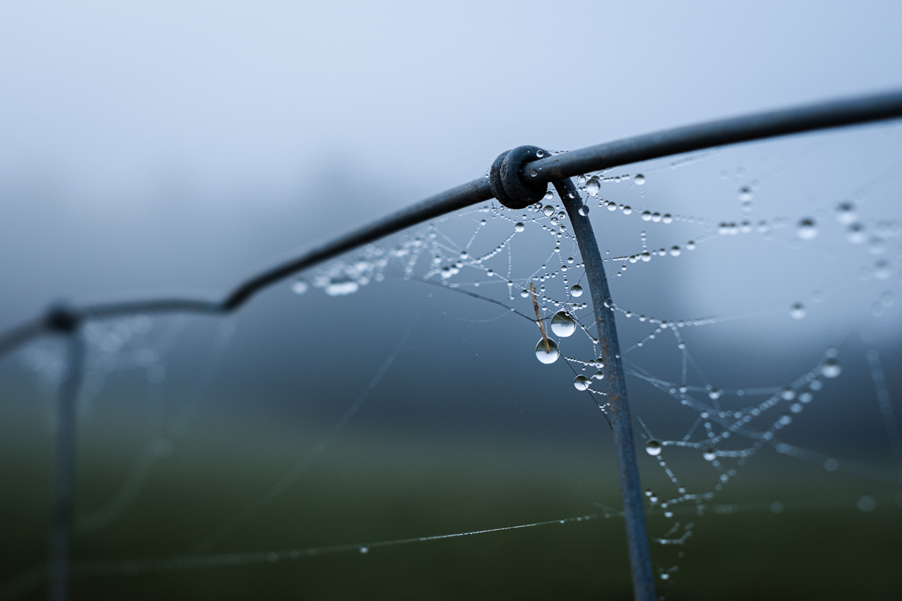 Fundstück im Nebel