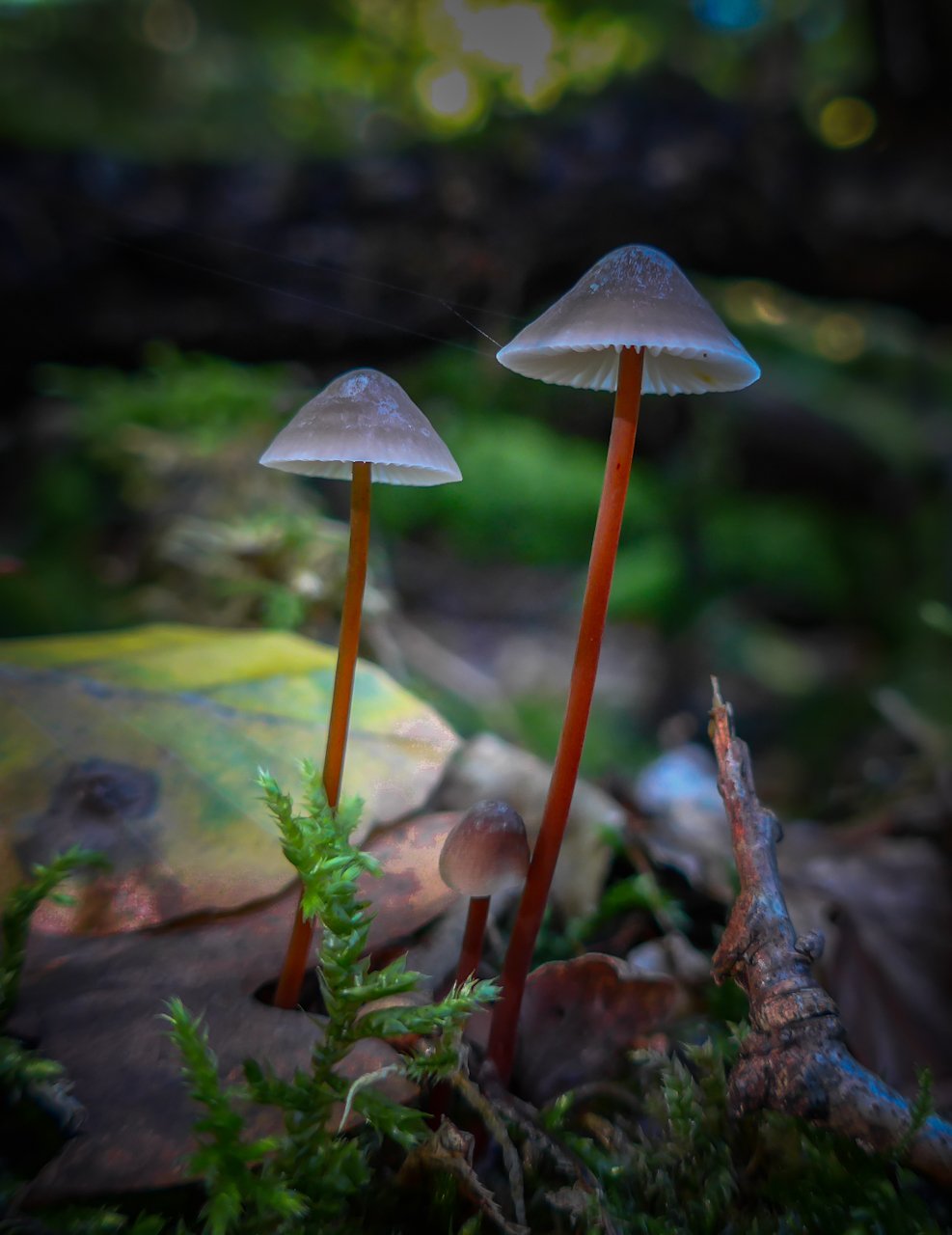 Fungus Ignotus