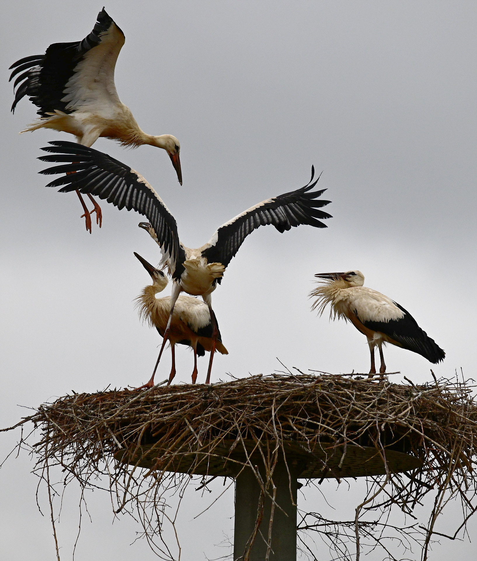 Futter im Anflug..jpg