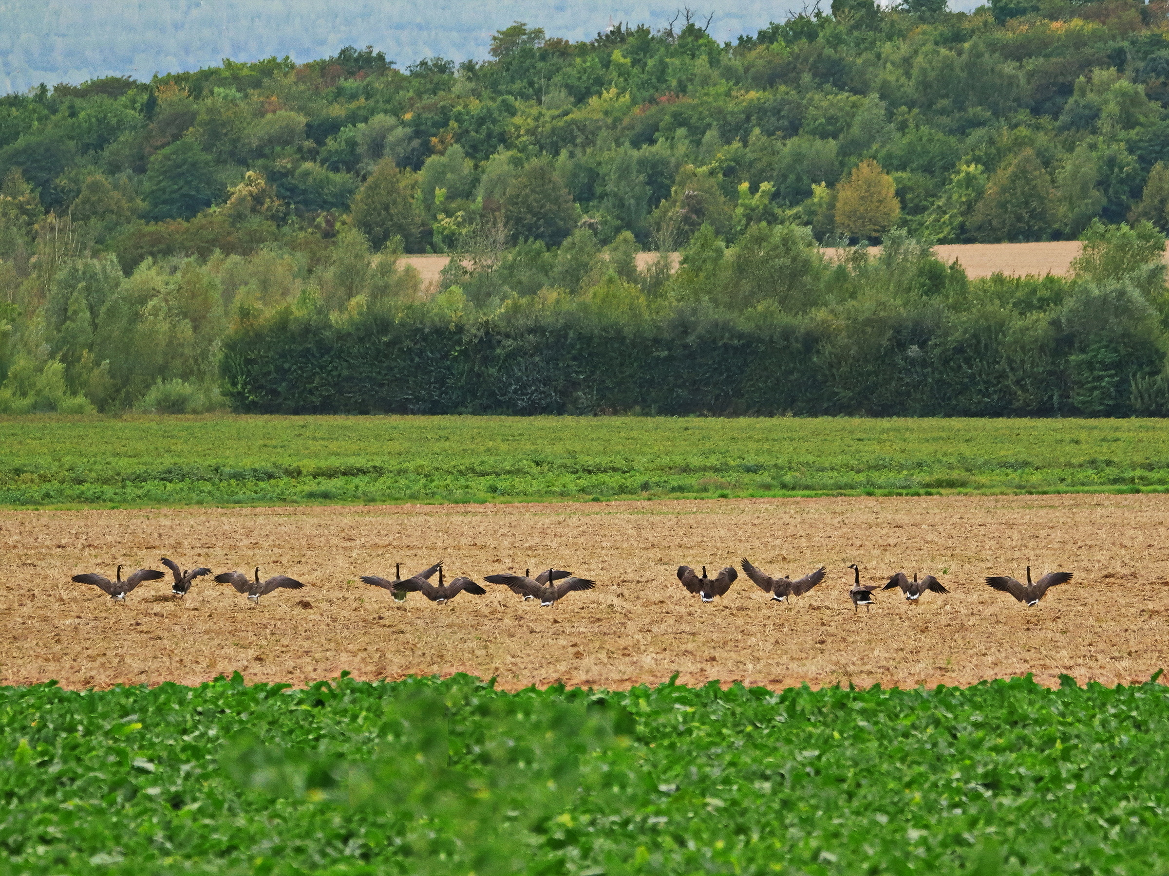 Gänseballett