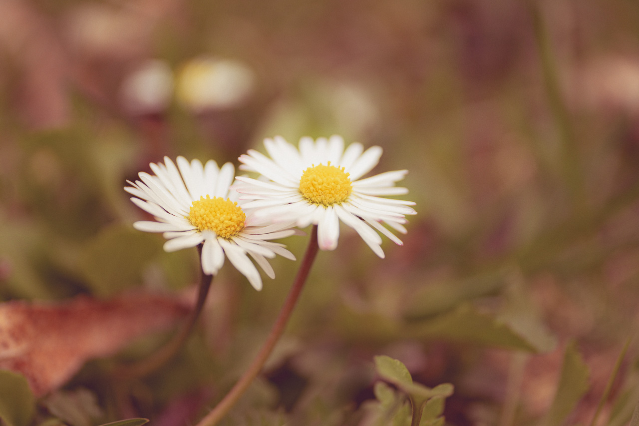 Gänseblümchen brauchen keinen Mindestabstand