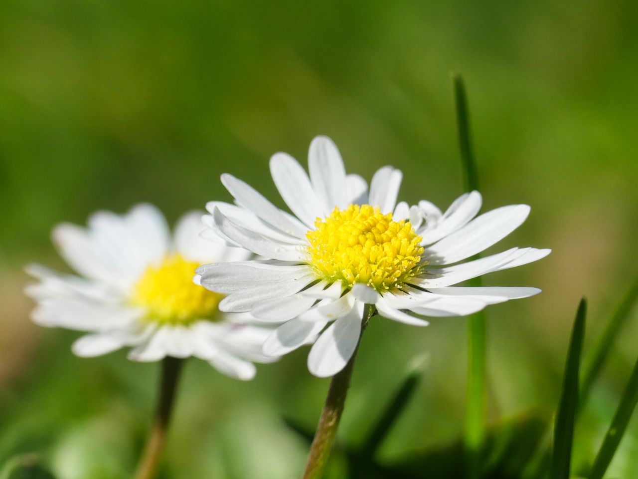 Gänseblümchen für Tini