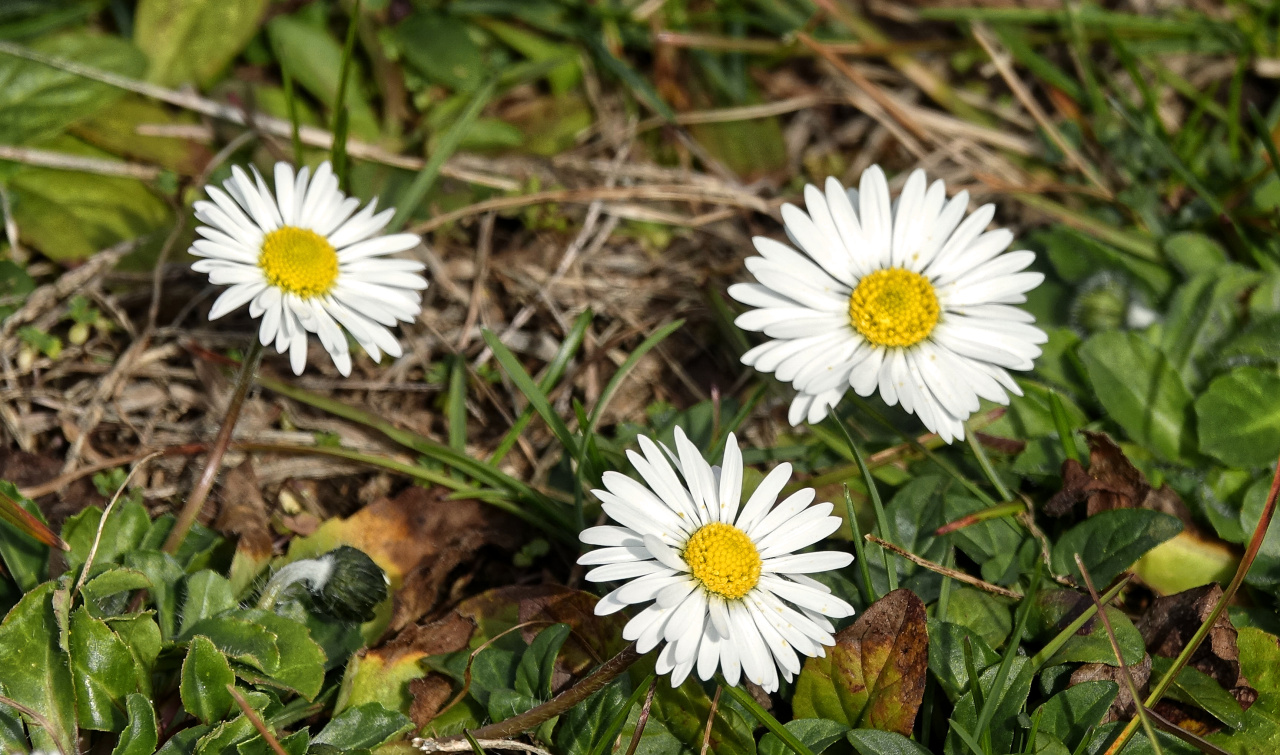 Gänseblümchen.jpg