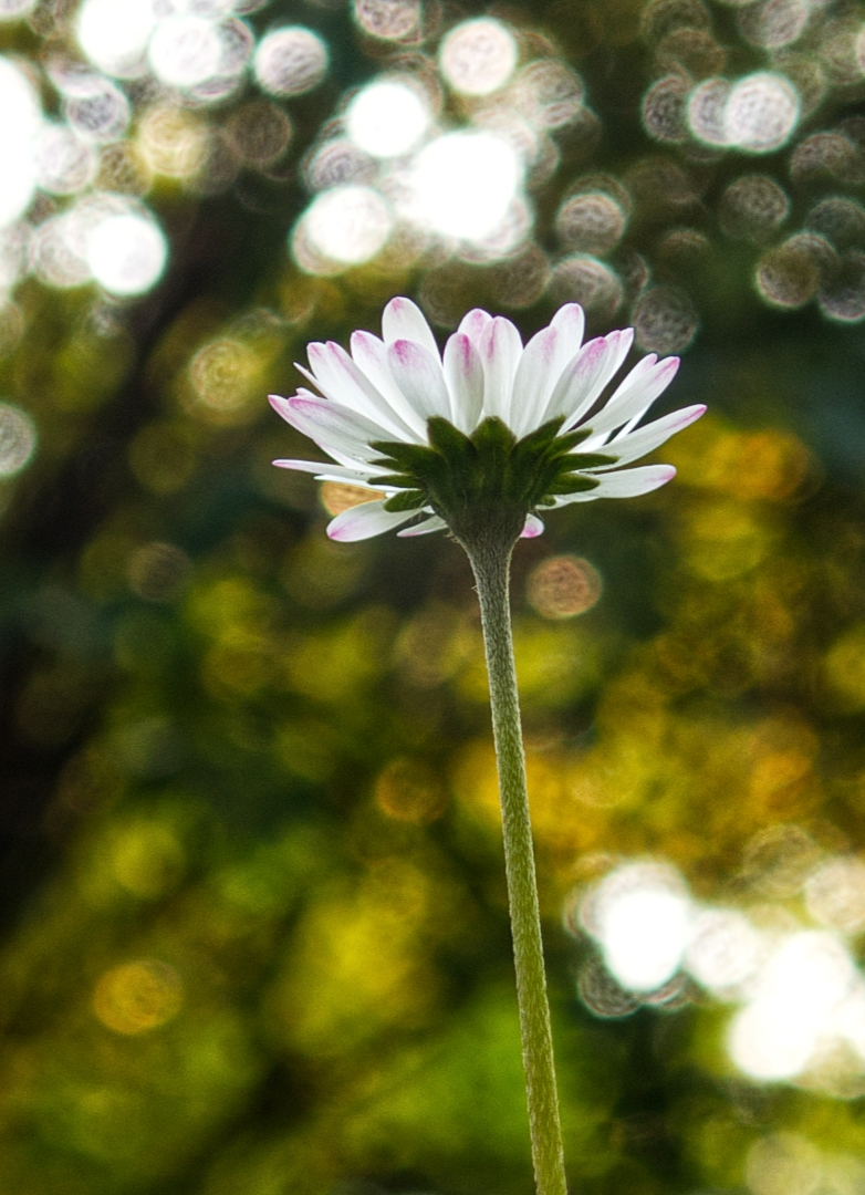 Gänseblümchen mal von unten.