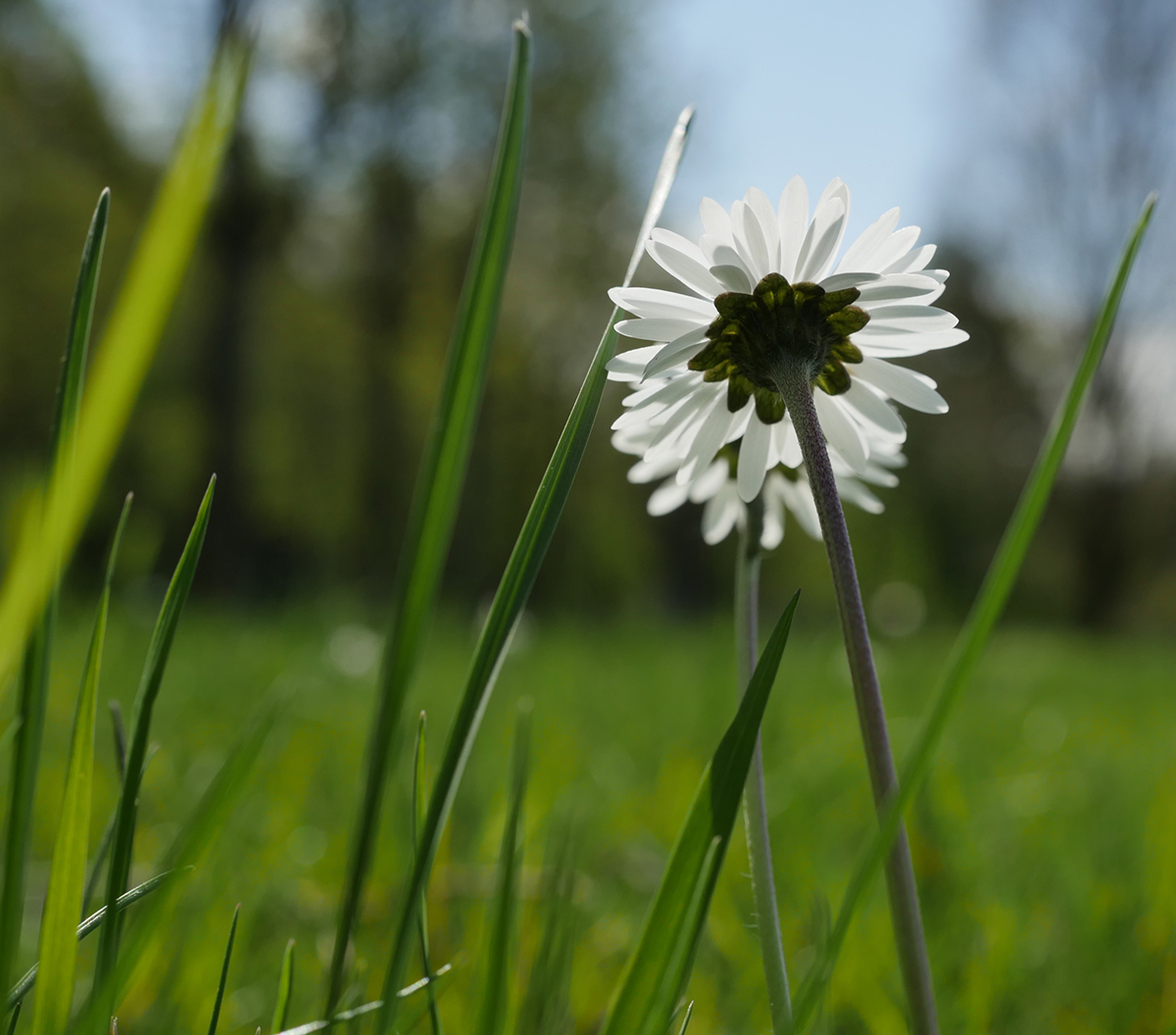 Gänseblümchen