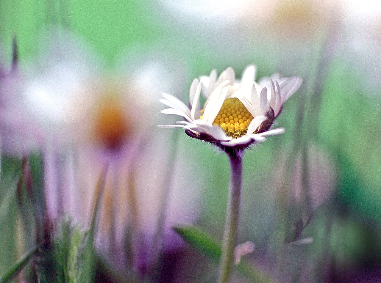 Gänseblümchen_.jpg