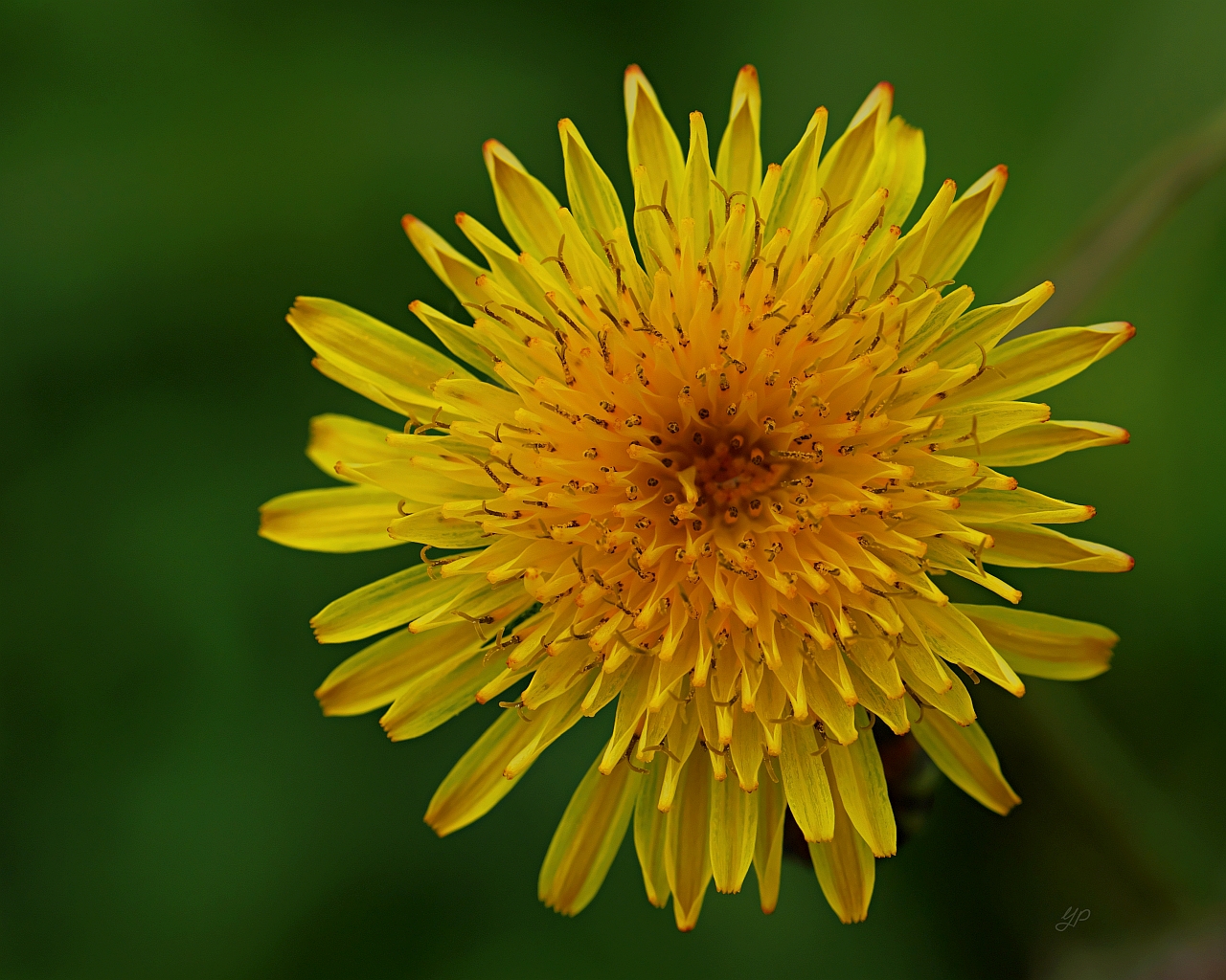 Gänsedistelblüte