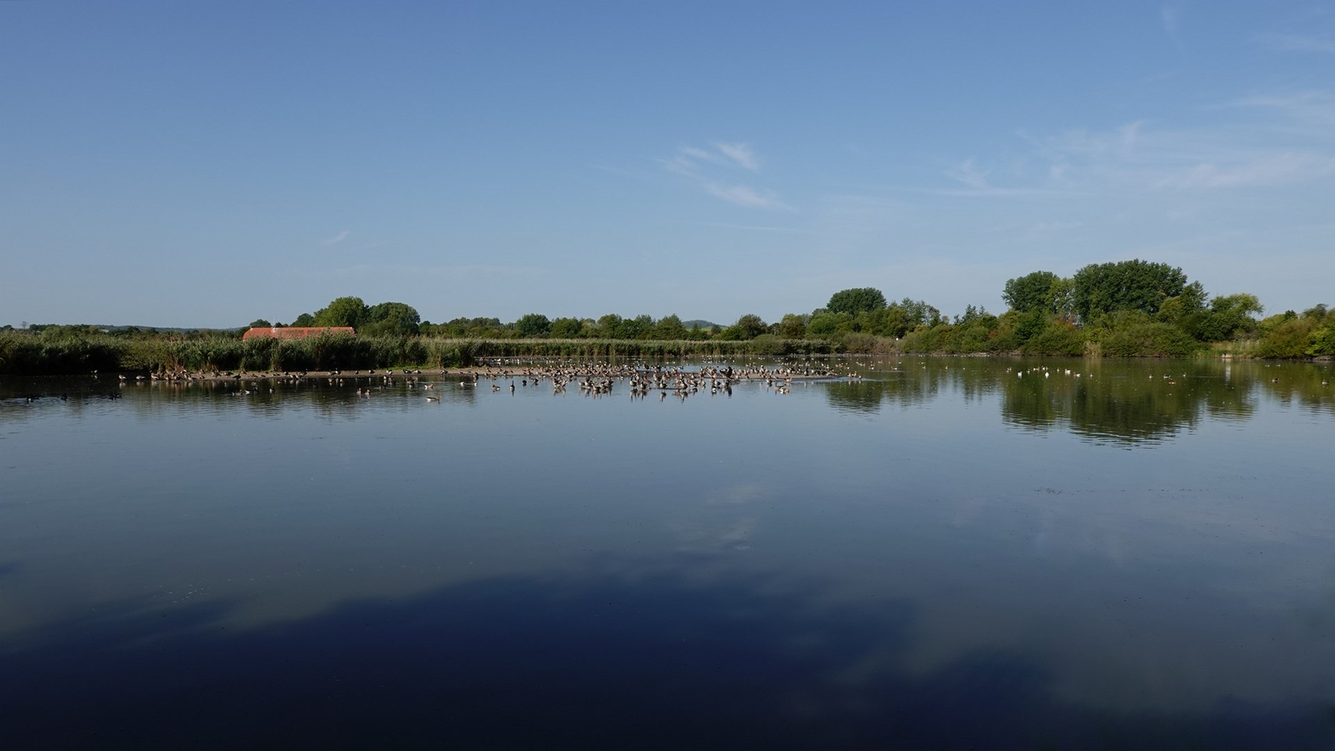 Gänsepanorama