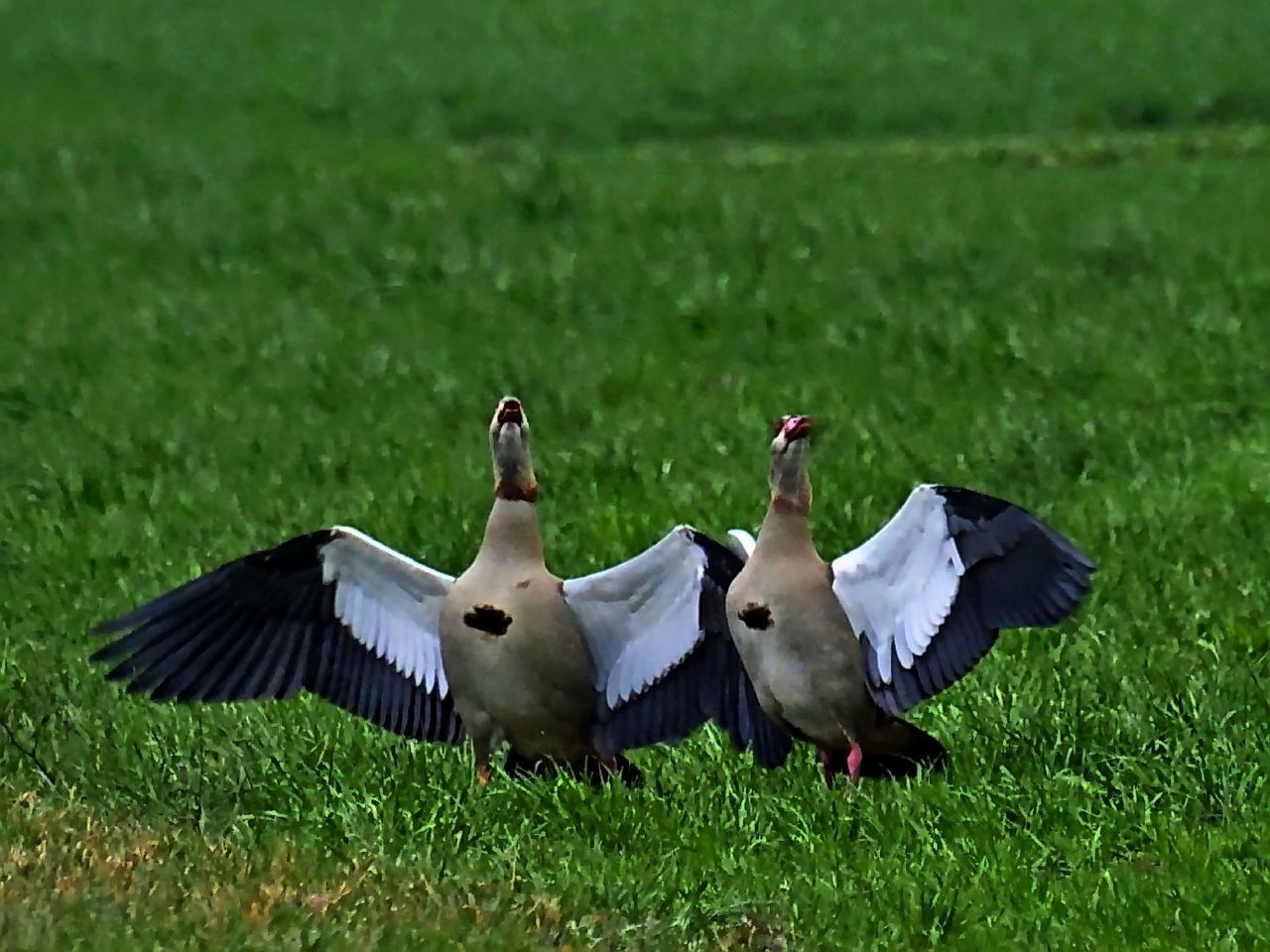 Gänsetanz.