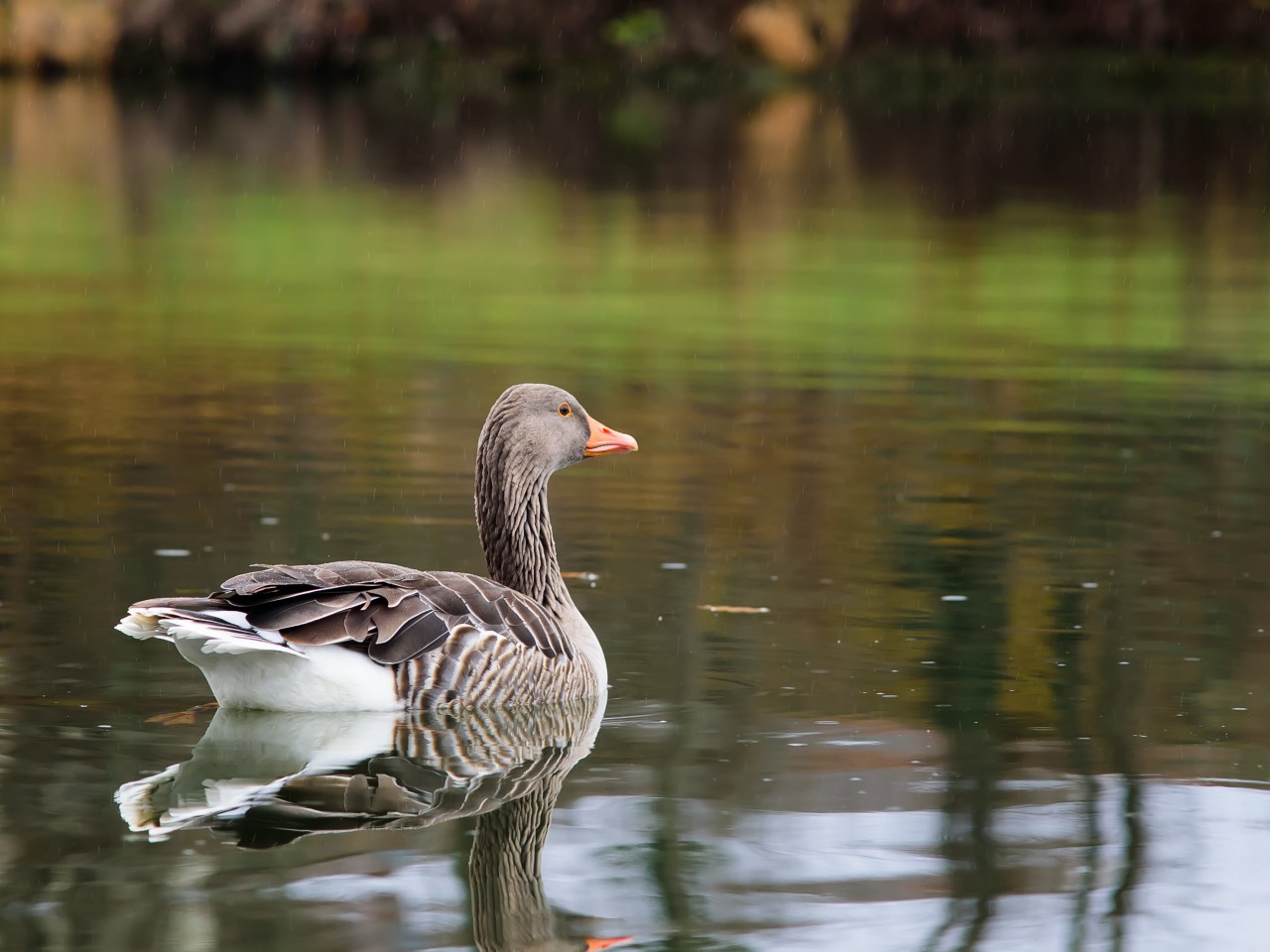 Gans alleine...