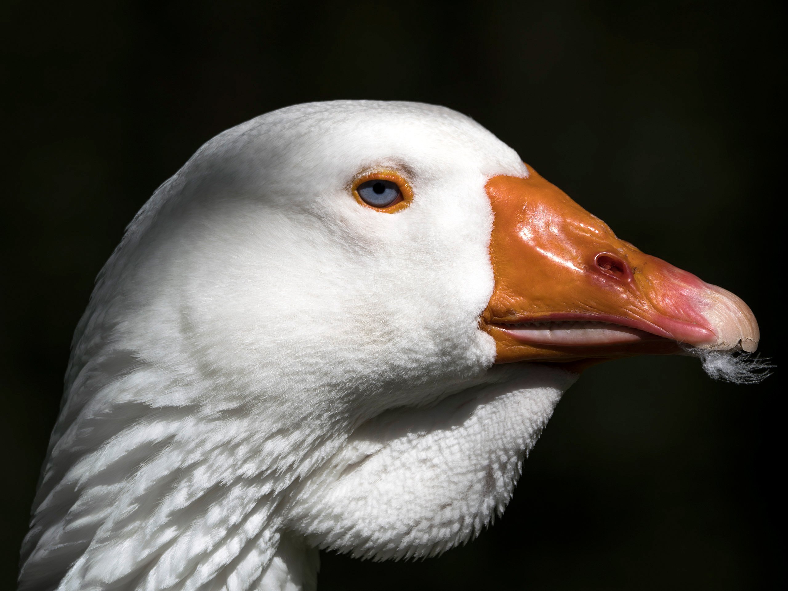Gans-Persönlich