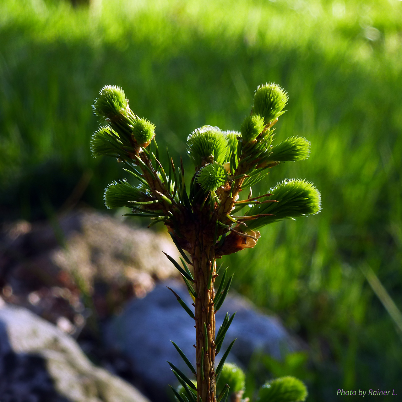 Garten_183_20200425_DP.jpg