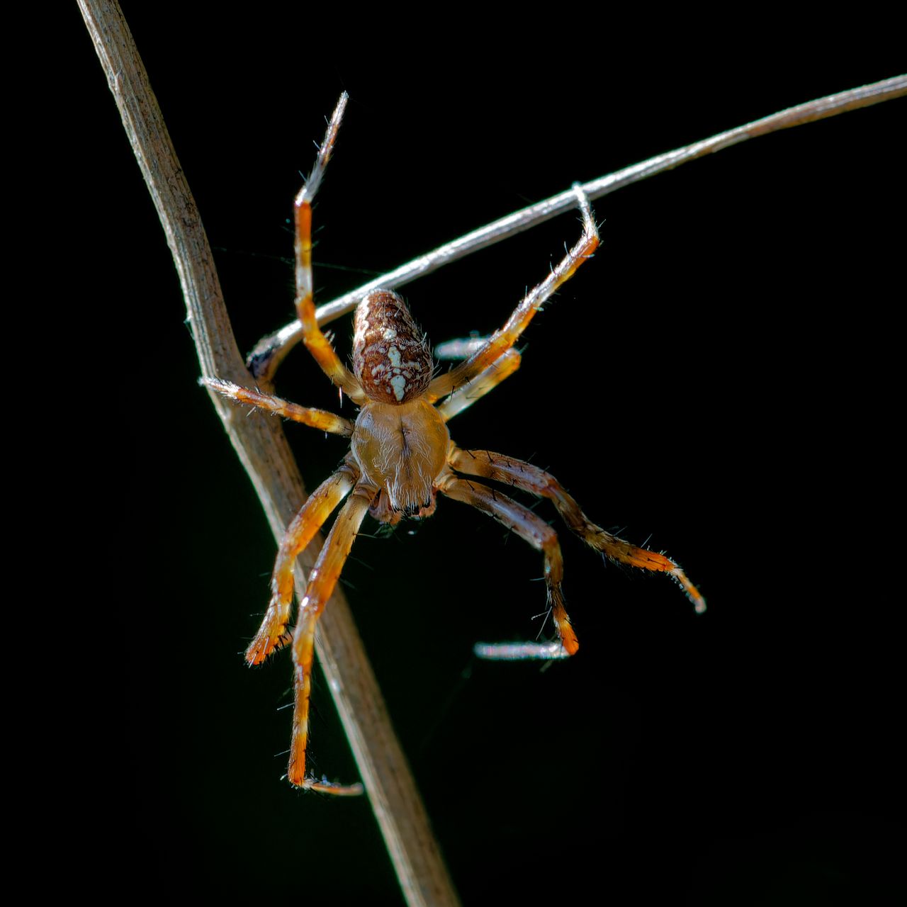 Gartenkreuzspinne