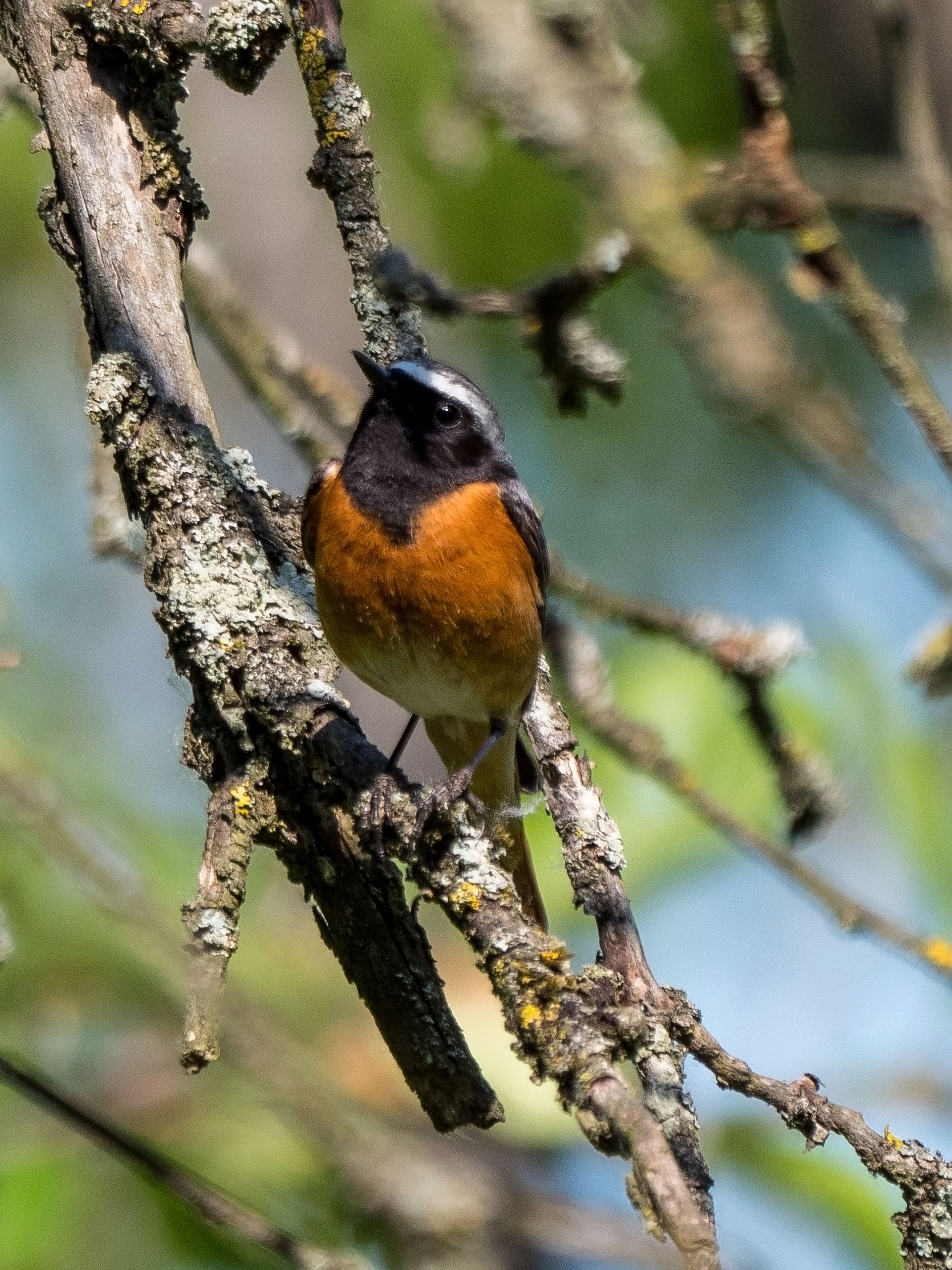 Gartenrotschwanz