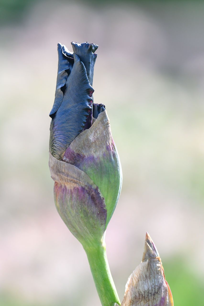 Geburt einer Iris