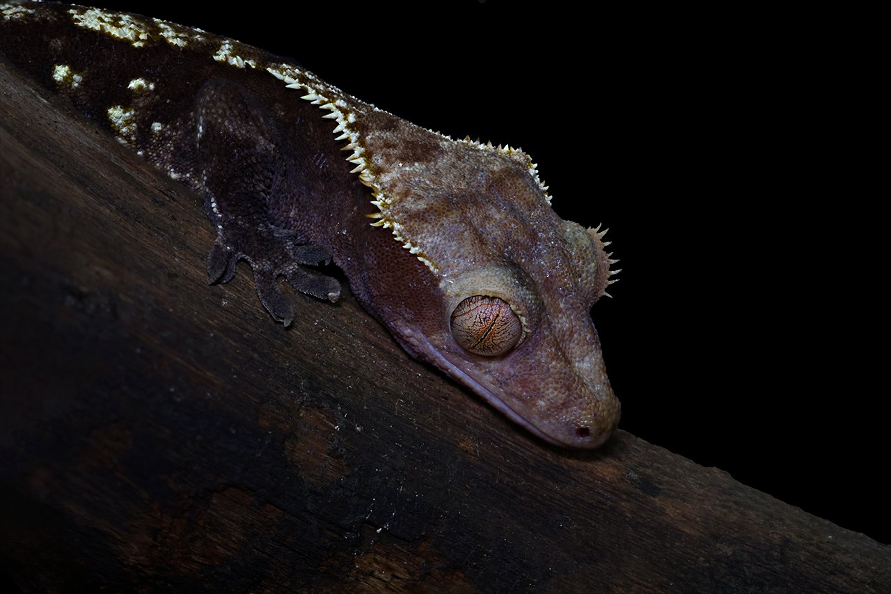 Gecko