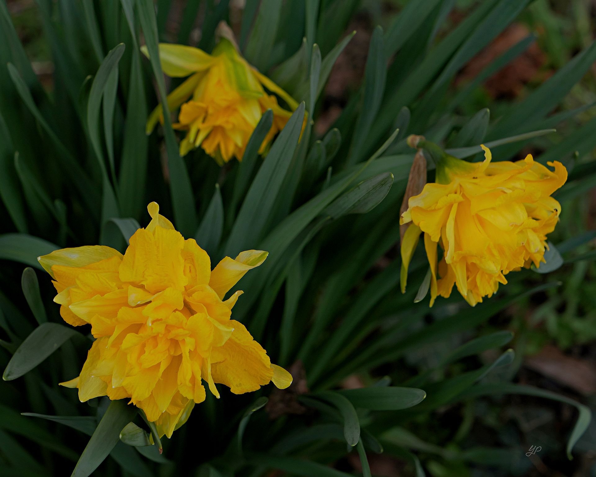 Gefüllte Osterglocken