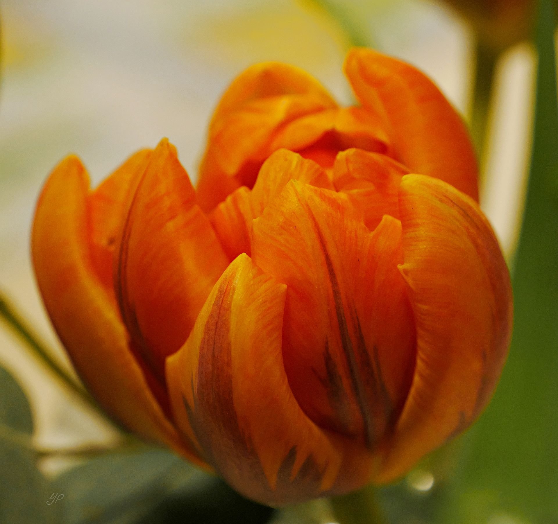 Gefüllte Tulpe - - - Variante II