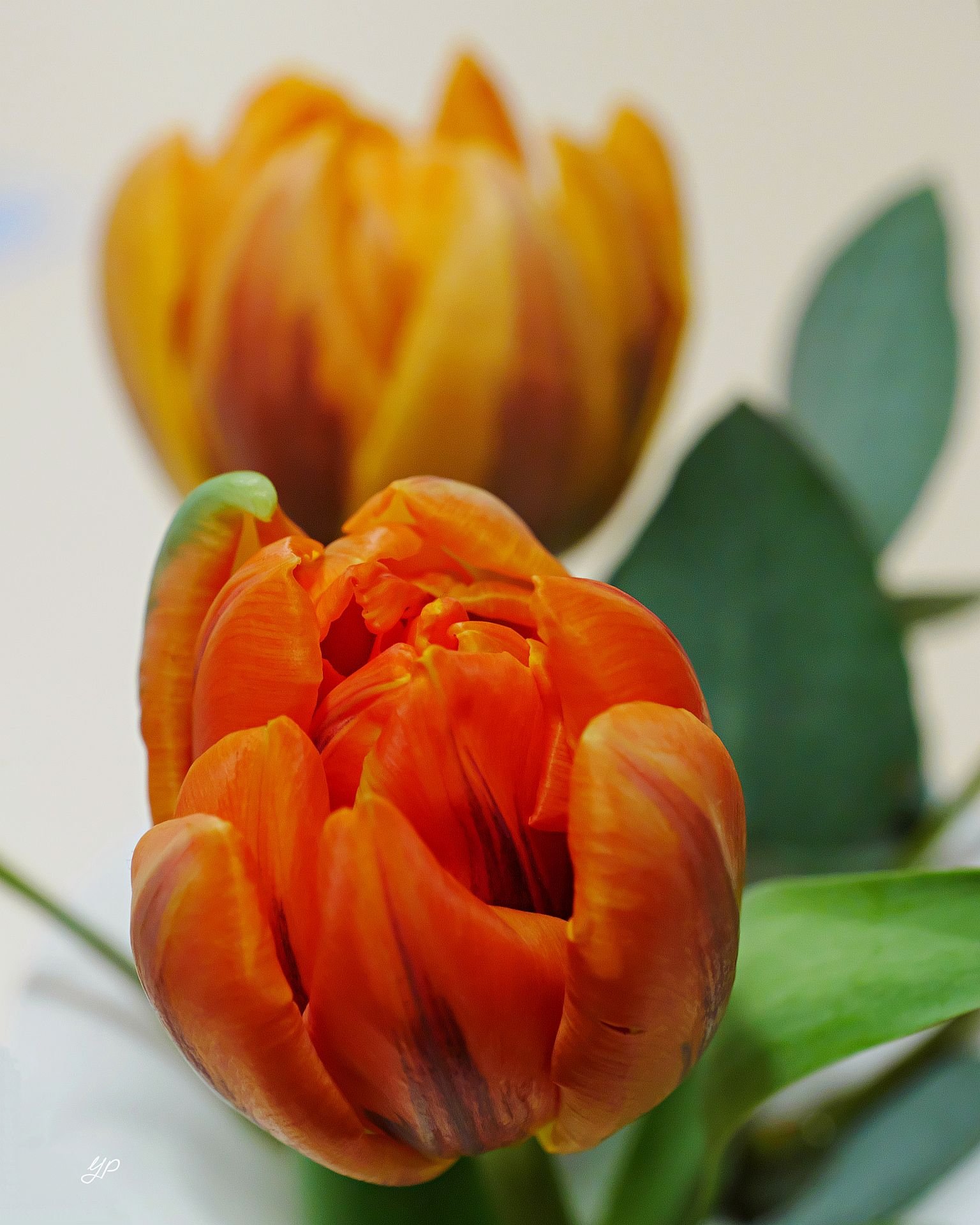 Gefüllte Tulpen