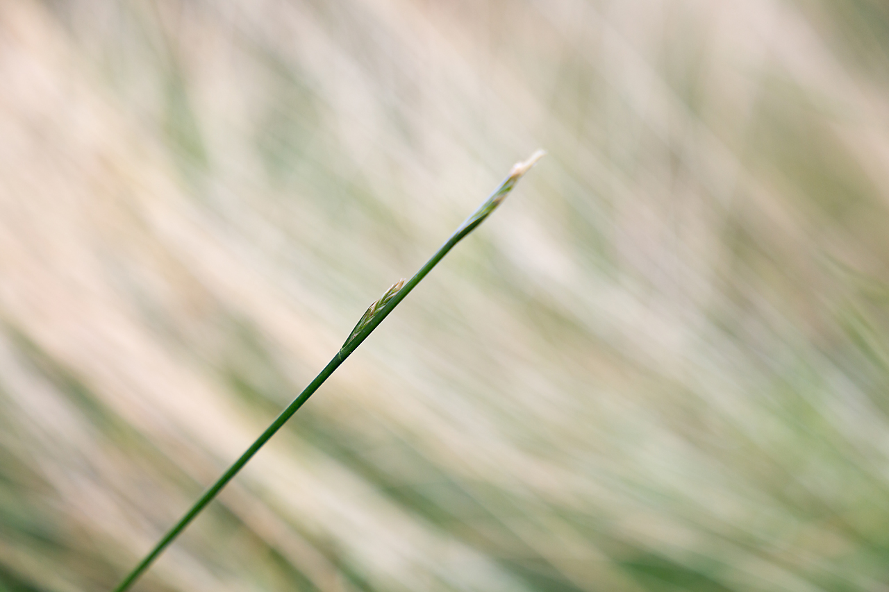 Gegen den Wind