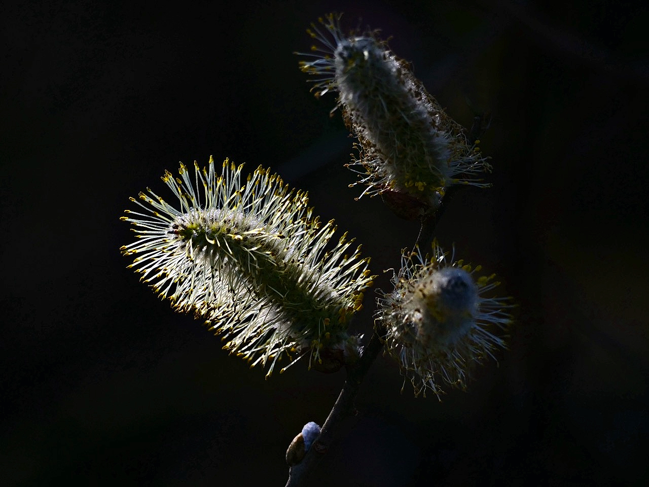 GEGENLICHT