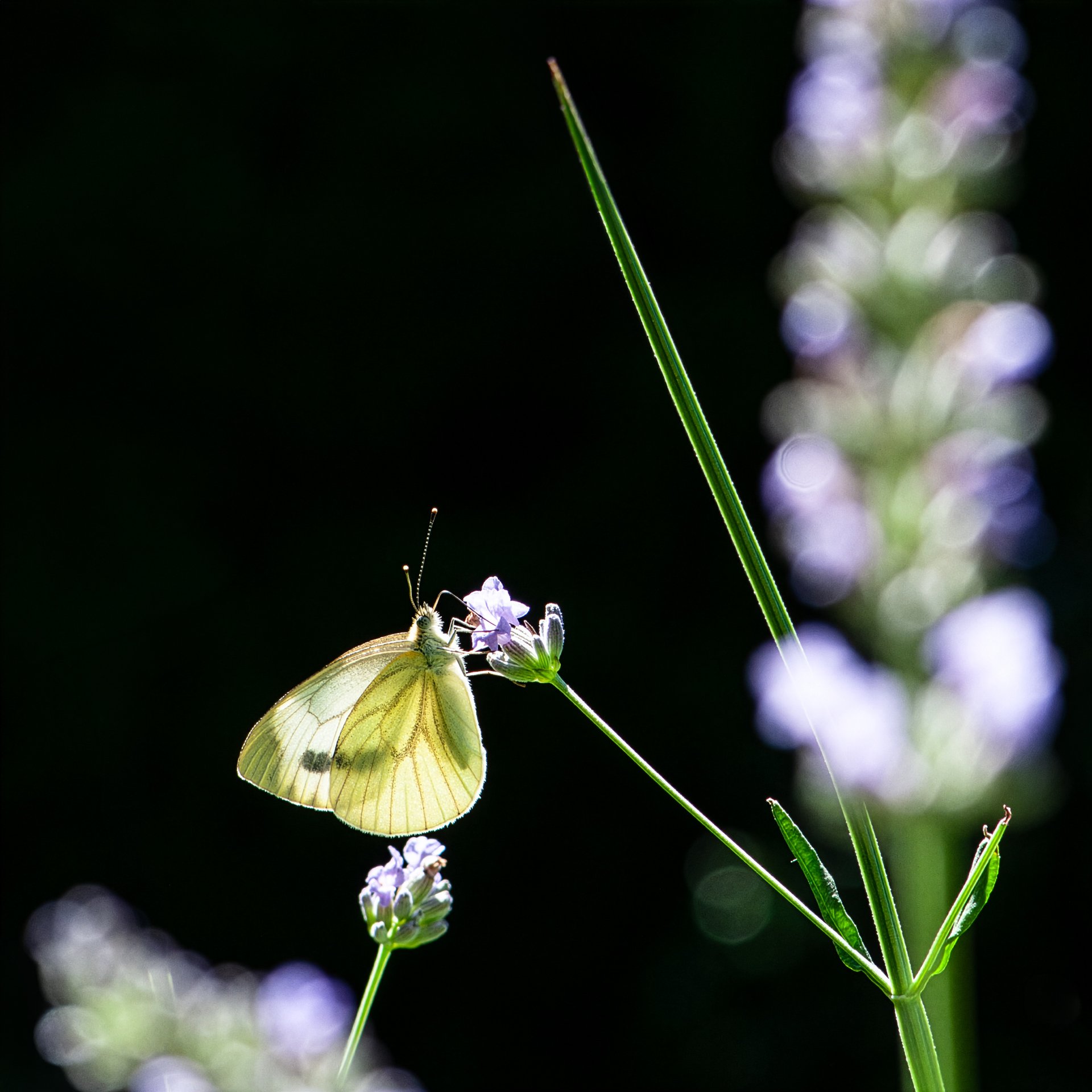 Gegenlicht