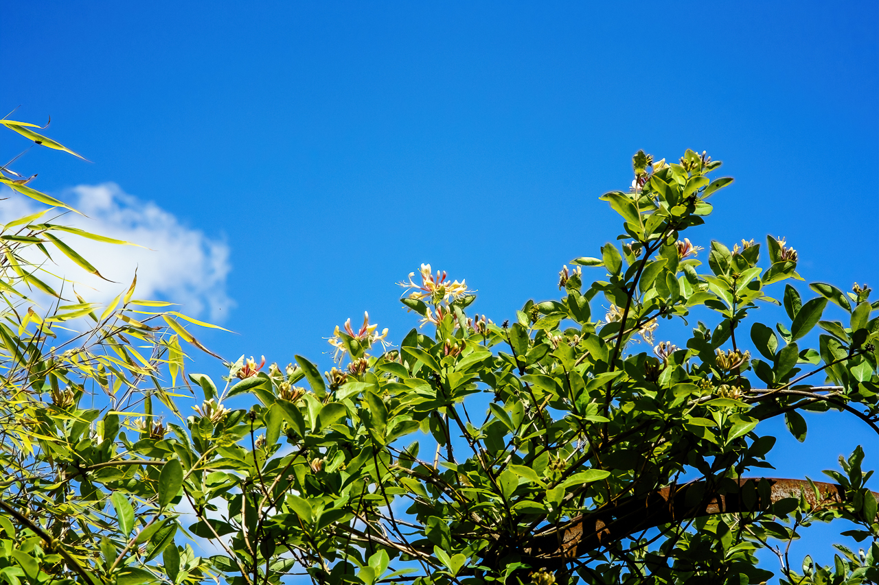 Geißblatt Blüte