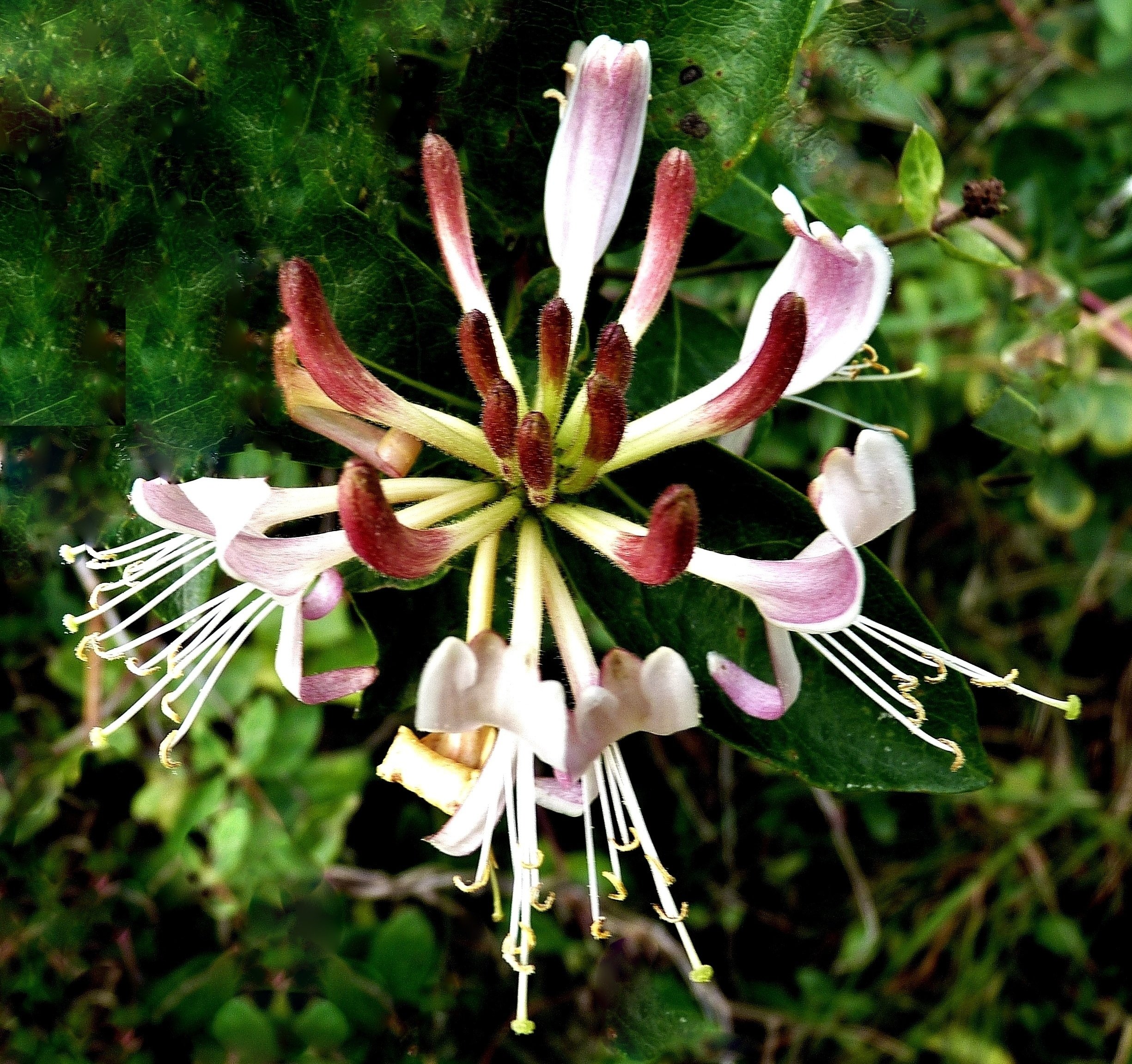 Geißblatt
