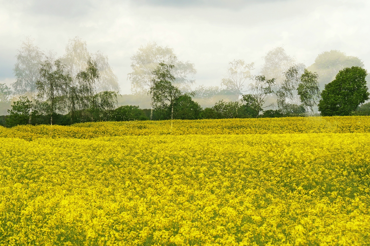 Geisterbild im Rapsfeld.jpg