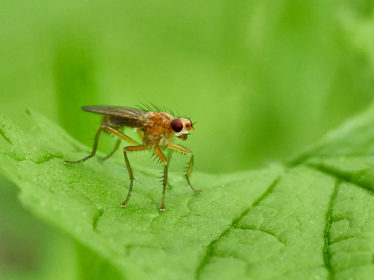 Gelbe Dungfliege