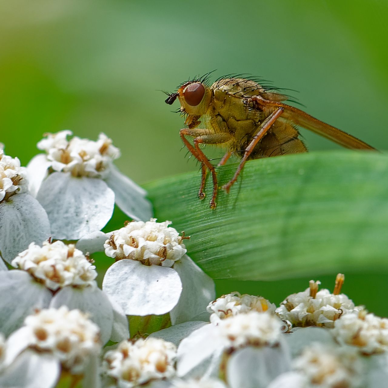 Gelbe Dungfliege