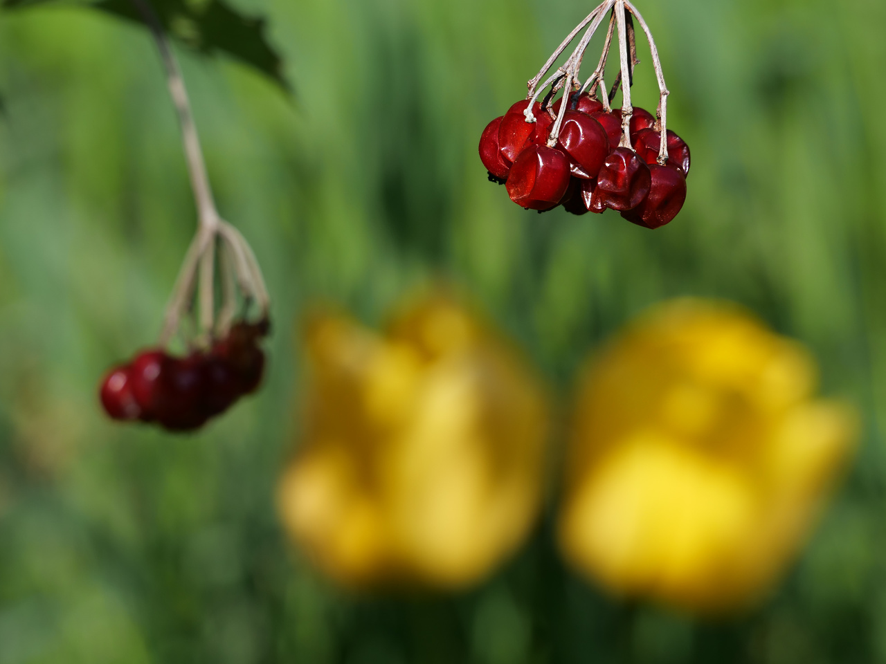 Gelbe Tulpen