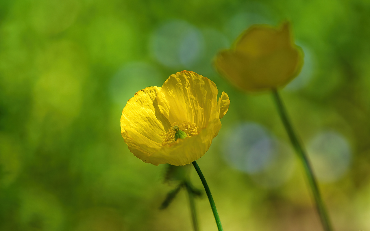 Gelber Mohn