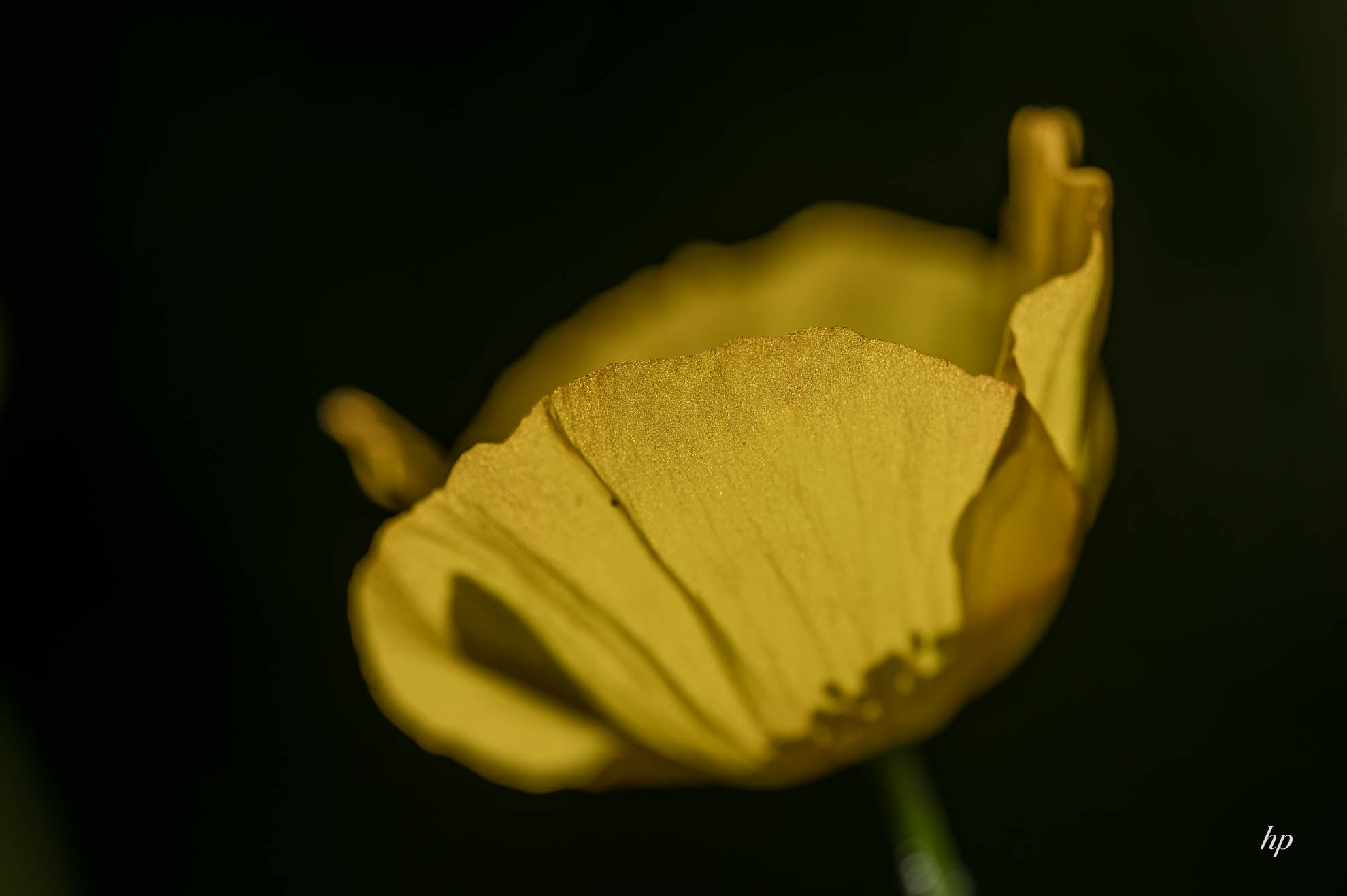 Gelber Mohn