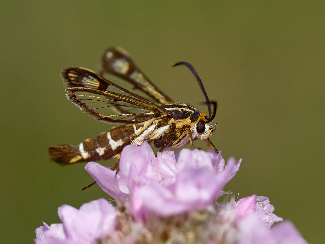 gelblicher Ampferglasflügler